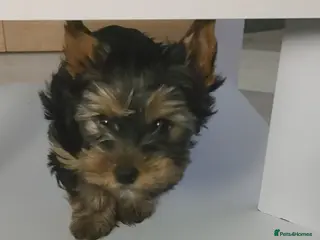 Yorkshire Terrier dogs Mini Yorkshire terrier Boy - Advert 12