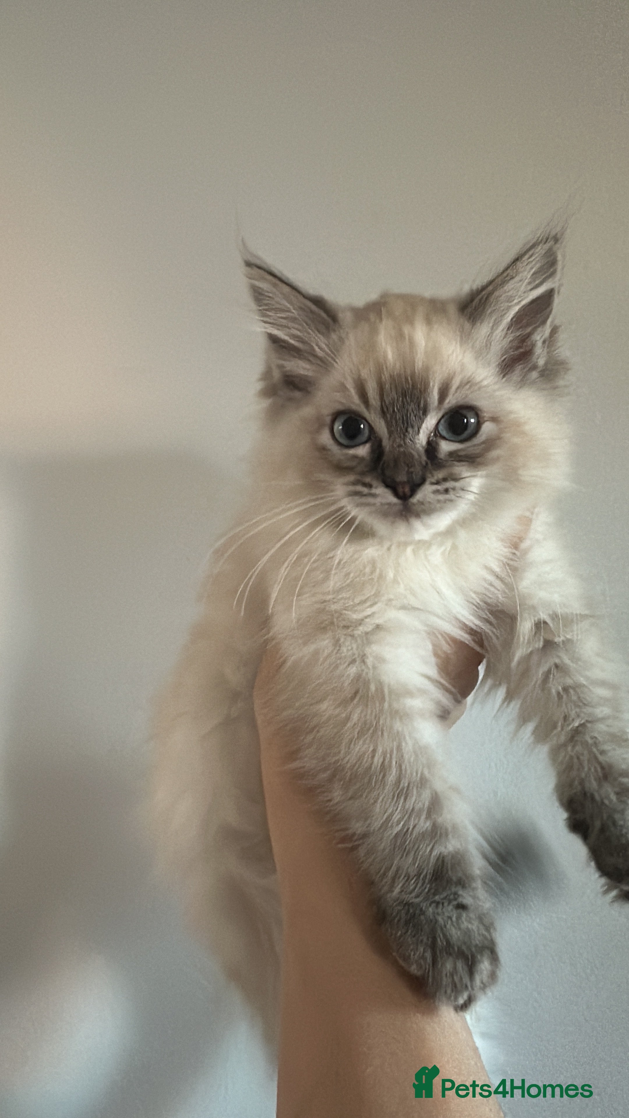 Ragdoll cats 🤎Beautiful Ragdolls Kittens or ONO before  **  - Advert 7