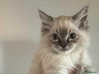 Ragdoll cats 🤎Beautiful Ragdolls Kittens or ONO before ** - Advert 7