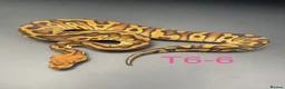 Snake reptiles for sale: Hatchling ball/royal pythons  - Advert 13