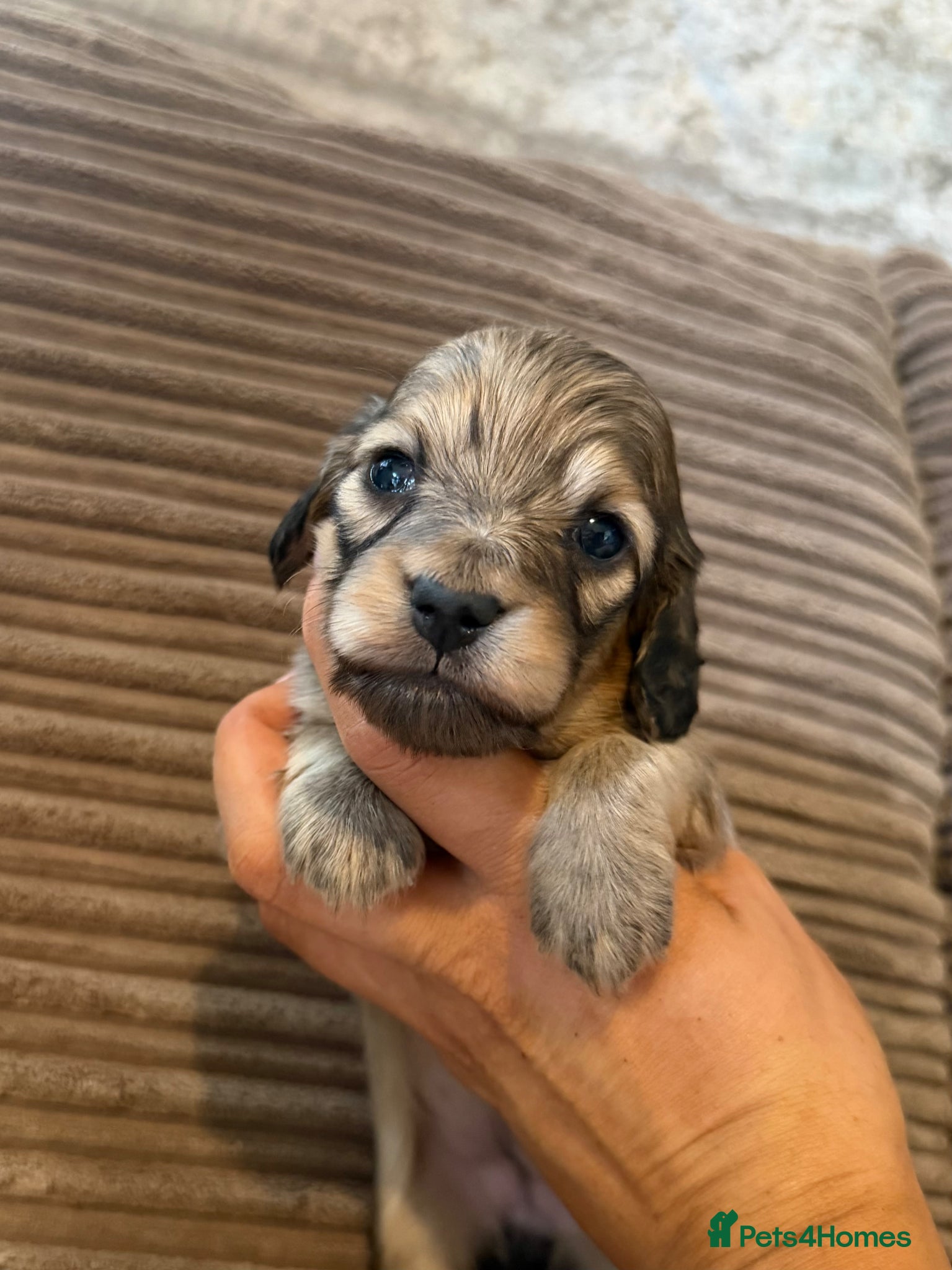 Miniature Dachshund dogs for sale: Miniature longhaired dachshunds  - Advert 9