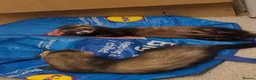 Ferret rodents for sale: 2 male ferret/polcats - Advert 1