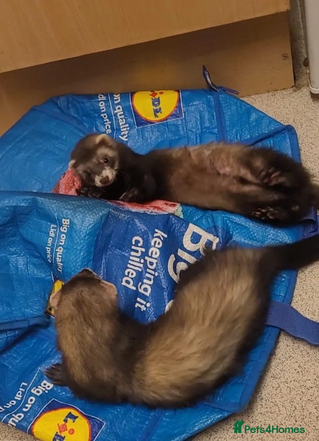 Ferret rodents for sale: 2 male ferret/polcats - Advert 1