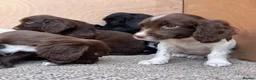 Sprocker dogs for sale: Beautiful Litter of Homebred Sprocker Spaniel Pups in Helston - Advert 4