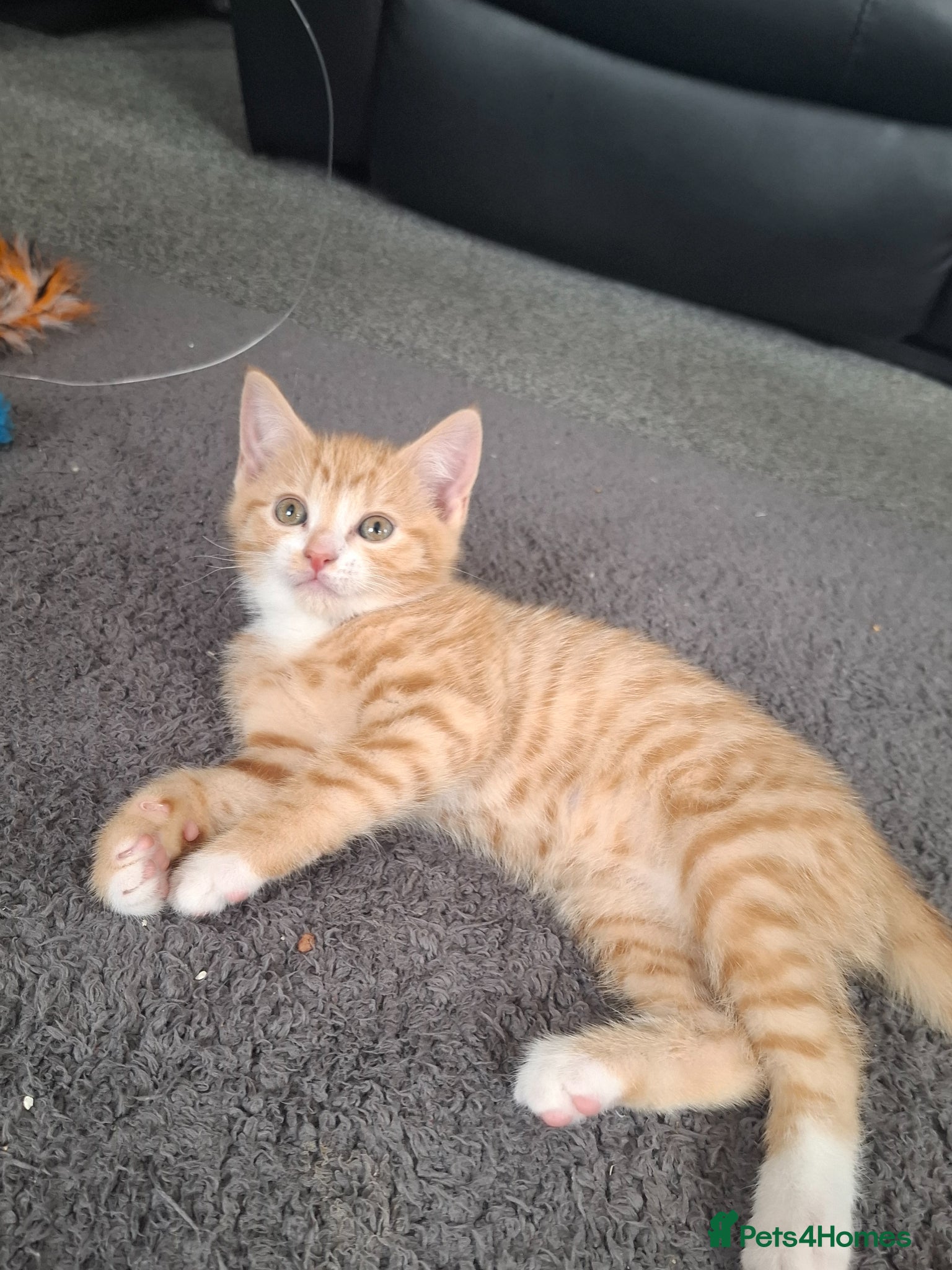Mixed Breed cats for sale: Stunning Ginger Male kitten - Advert 3