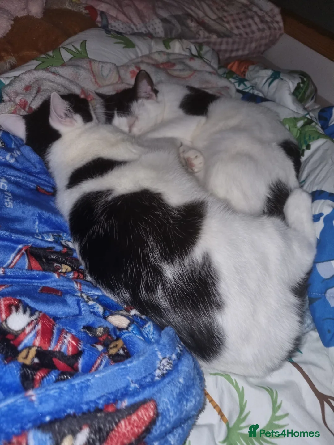 Mixed Breed cats for sale: Two lovely cats to be rehomed together in Bishop Auckland - Advert 1