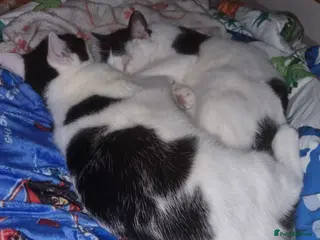 Mixed Breed cats Two lovely cats to be rehomed together - Advert 2