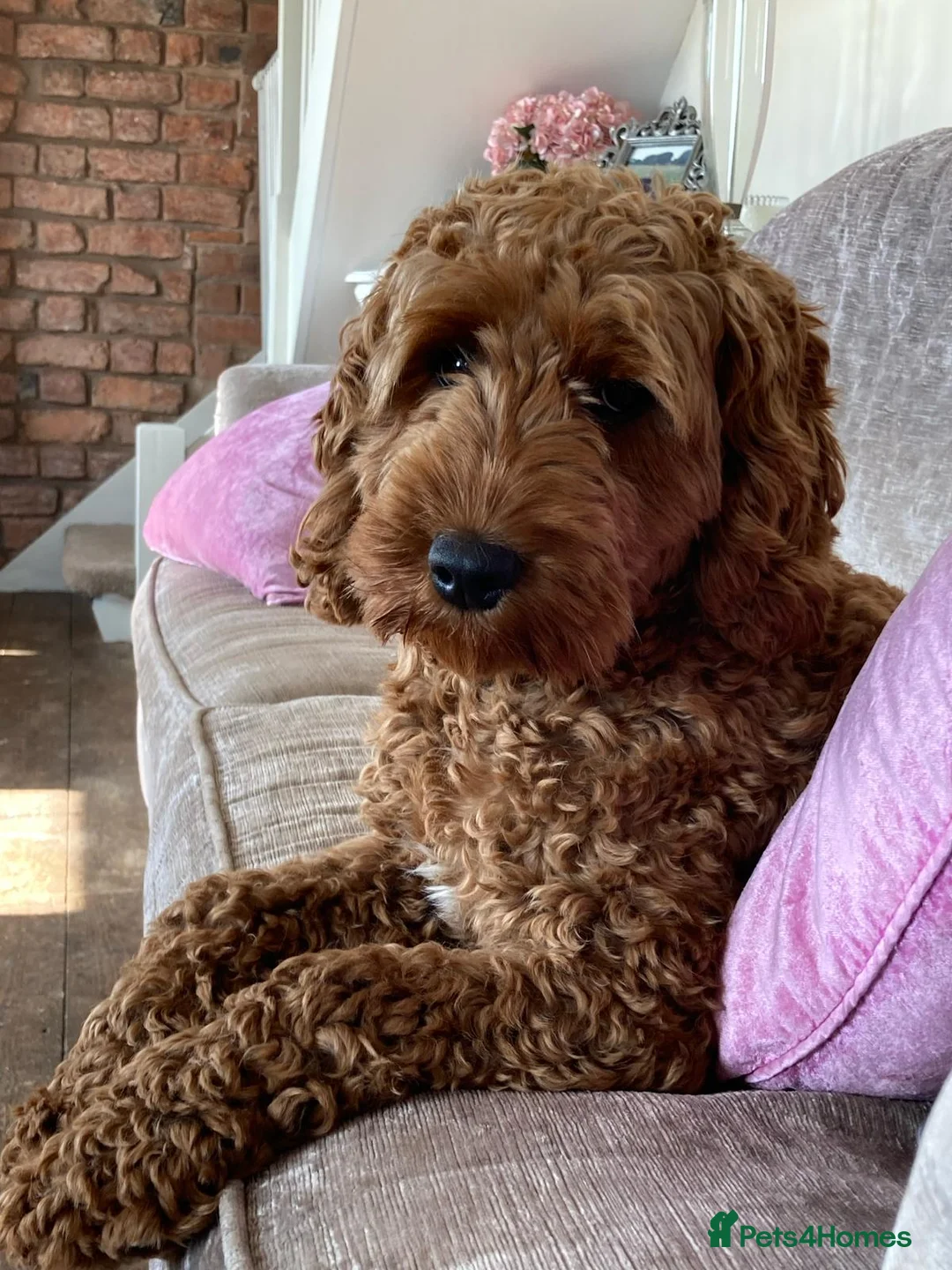 Cockapoo dogs for sale: Amazing fully trained Black Cockapoo for sale  - Advert 1