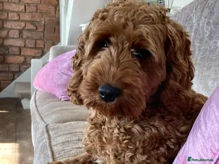 Cockapoo dogs Amazing fully trained Black Cockapoo for sale - Advert 1