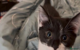 Mixed Breed cats for sale: One kitten left with lovely markings! - Image 2