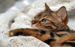 Bengal cats for sale: ⭐️TICA Triple Grand Champion⭐️ - Image 23
