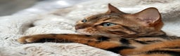 Bengal cats for sale: ⭐️TICA Triple Grand Champion⭐️ - Advert 23