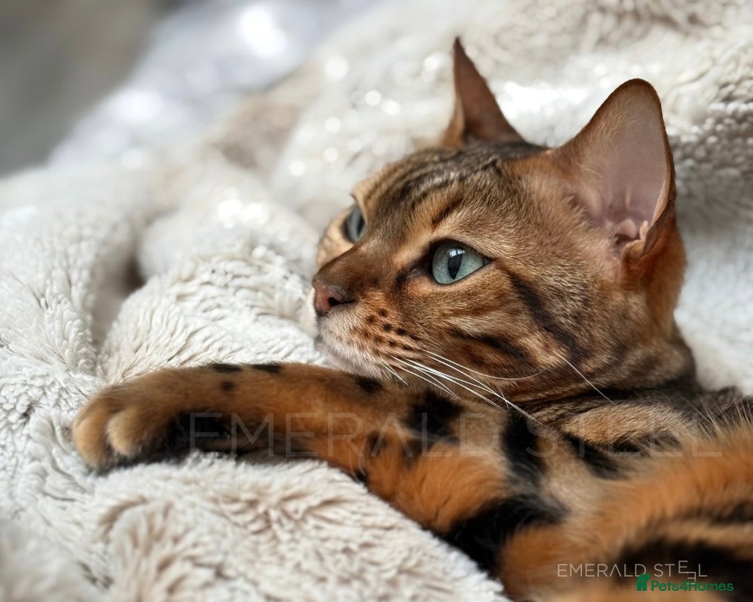 Bengal cats for sale: ⭐️TICA Triple Grand Champion⭐️ - Image 23