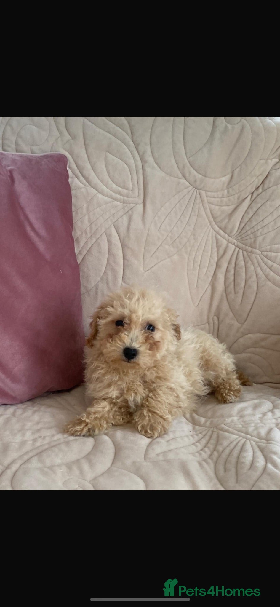 Cavachon dogs Beautiful f1 cavachon girls  - Advert 1