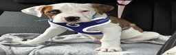 American Bully dogs for sale: Handsome boy  - Advert 17