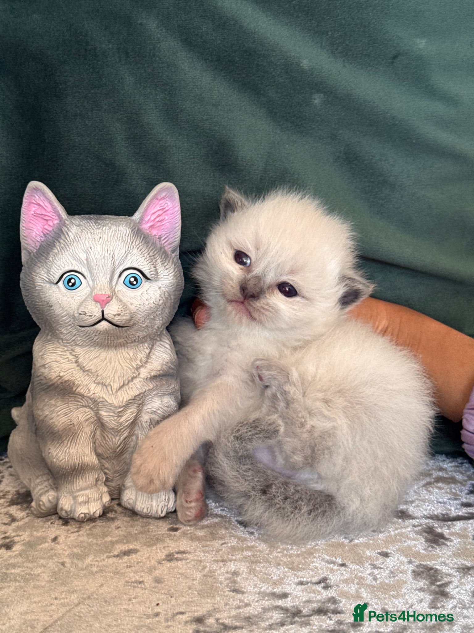 Ragdoll cats Ragdoll kittens - Advert 1