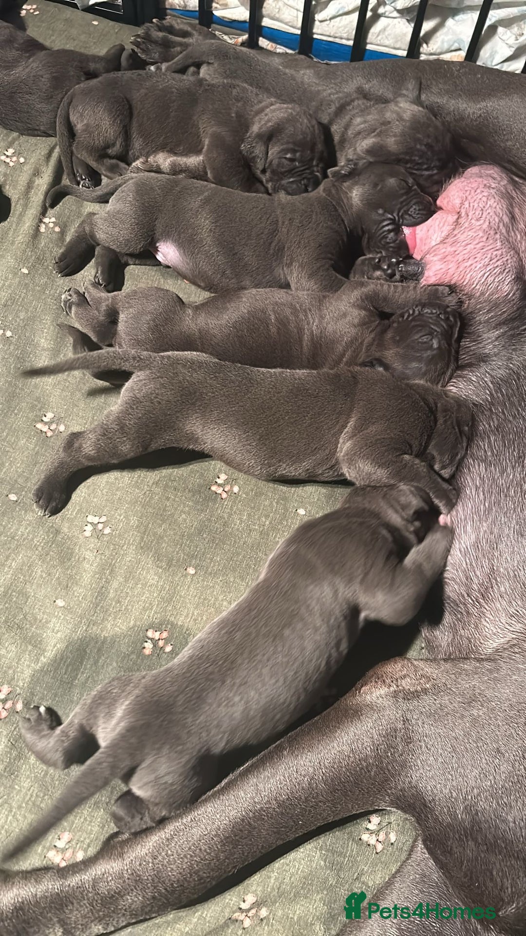 Cane Corso dogs for sale: Pure Blue Cane Corso puppies for sale - Advert 8