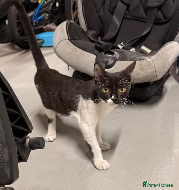 Mixed Breed cats DAISY GIRL  CUTE AS A BUTTON KITTEN NEEDS her HOME - Advert 8