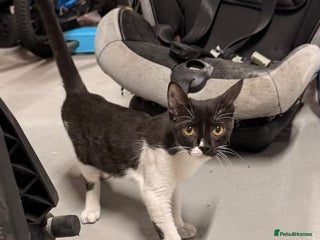 Mixed Breed cats DAISY GIRL CUTE AS A BUTTON KITTEN NEEDS her HOME - Advert 8