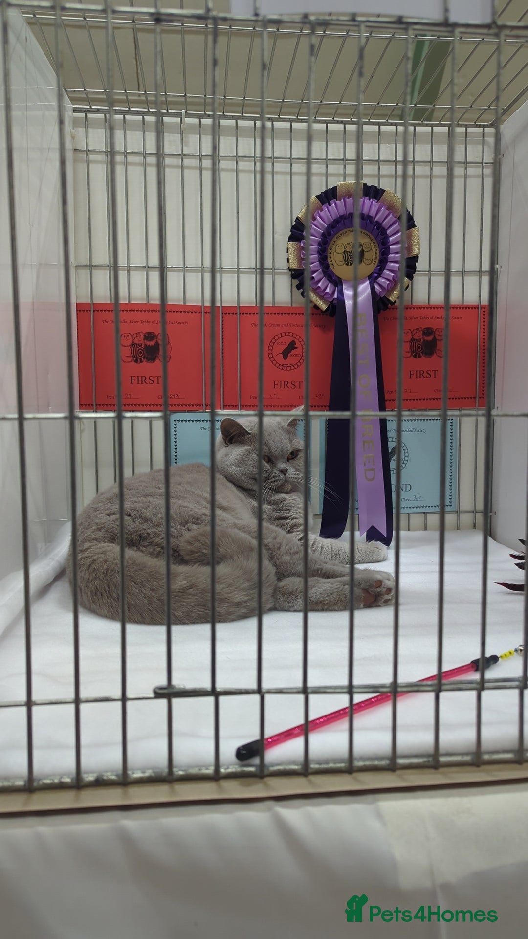 British Shorthair cats for stud: GCCF British Shorthair Studs Available  in Derby - Image 4