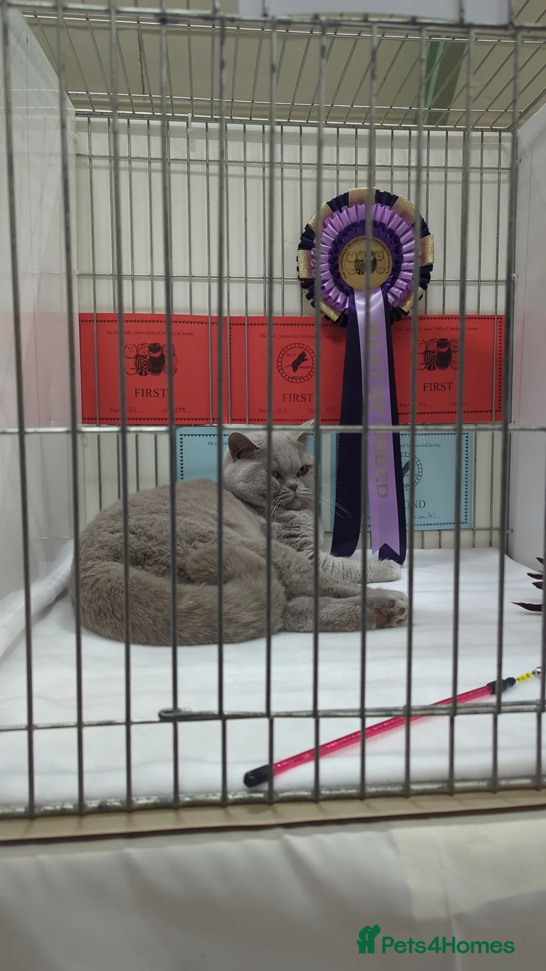 British Shorthair cats for stud: GCCF British Shorthair Studs Available  in Derby - Advert 4