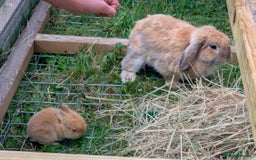 Mini Lop rabbits for sale: Baby mini lops for sale- Robertsbridge - Image 2