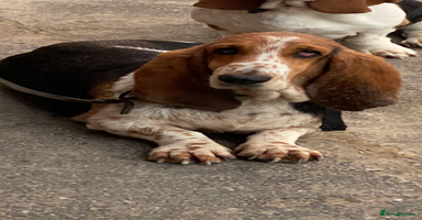 Basset Hound dogs Tri coloured basset puppies  - Advert 1