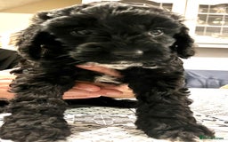 Cockapoo dogs for sale: Cockapoo puppies  - Image 5