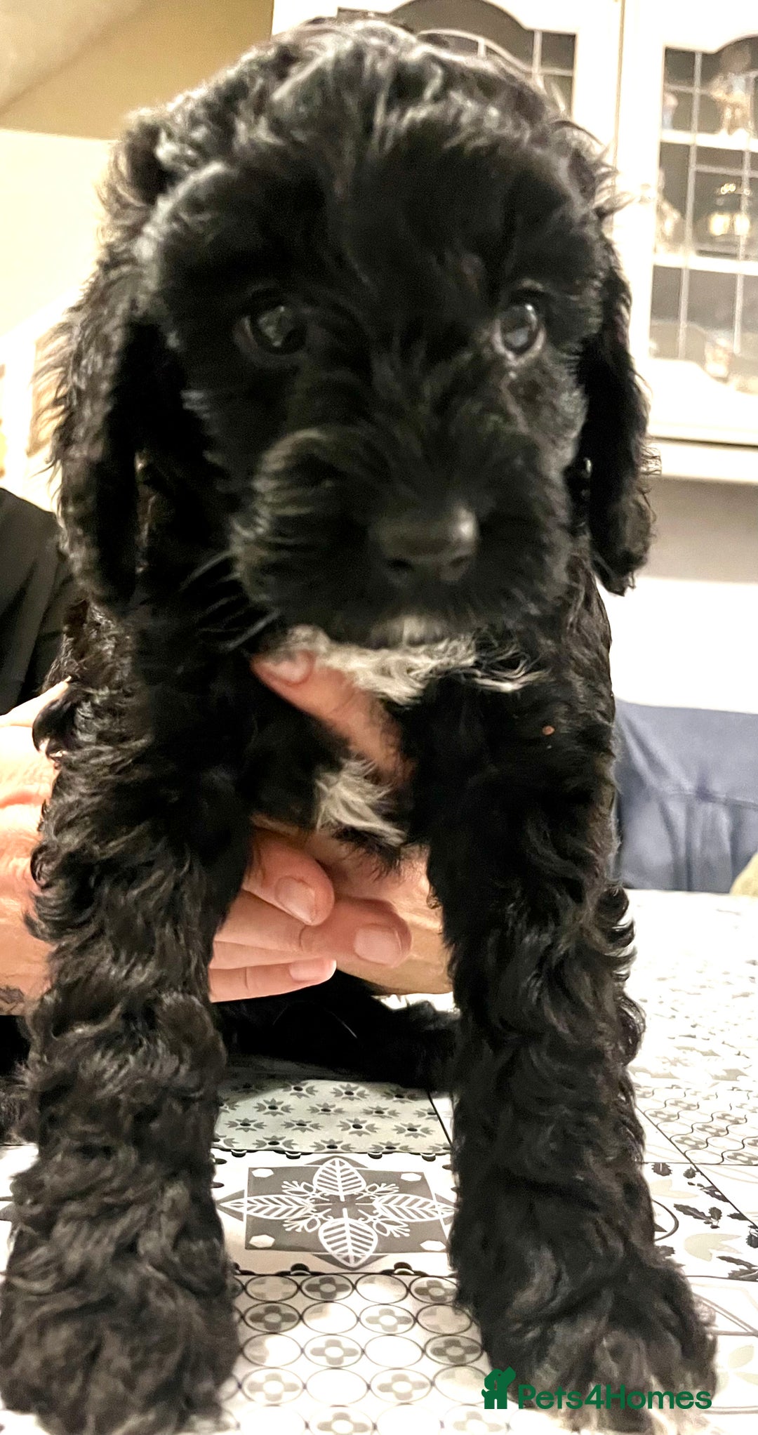 Cockapoo dogs for sale: Cockapoo puppies  - Image 5