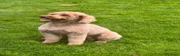 Miniature Poodle dogs for stud: Kc reg apricot  dna fully tested min poodle stud in Market Drayton - Advert 10