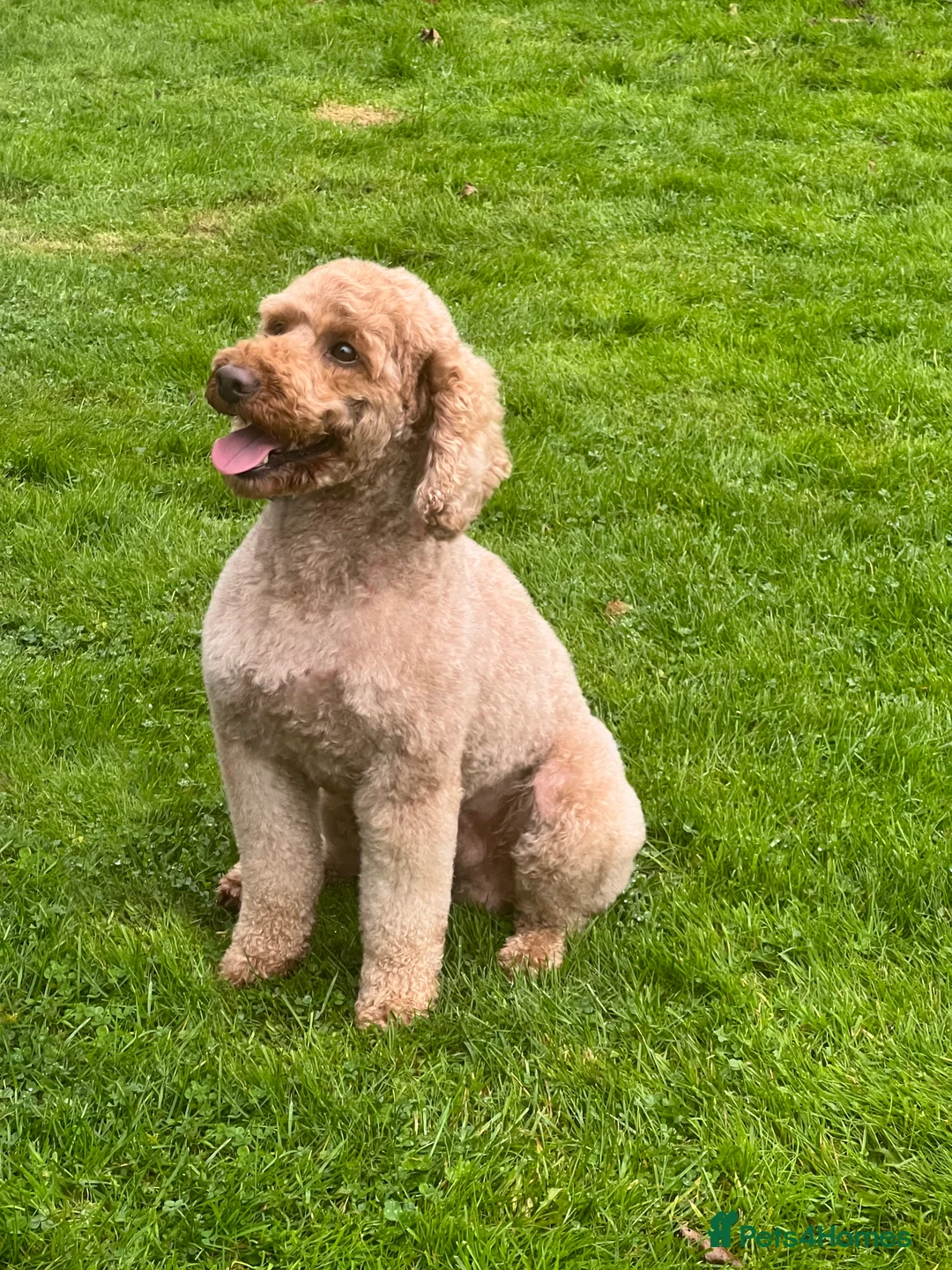 Miniature Poodle dogs for stud: Kc reg apricot  dna fully tested min poodle stud in Market Drayton - Advert 10