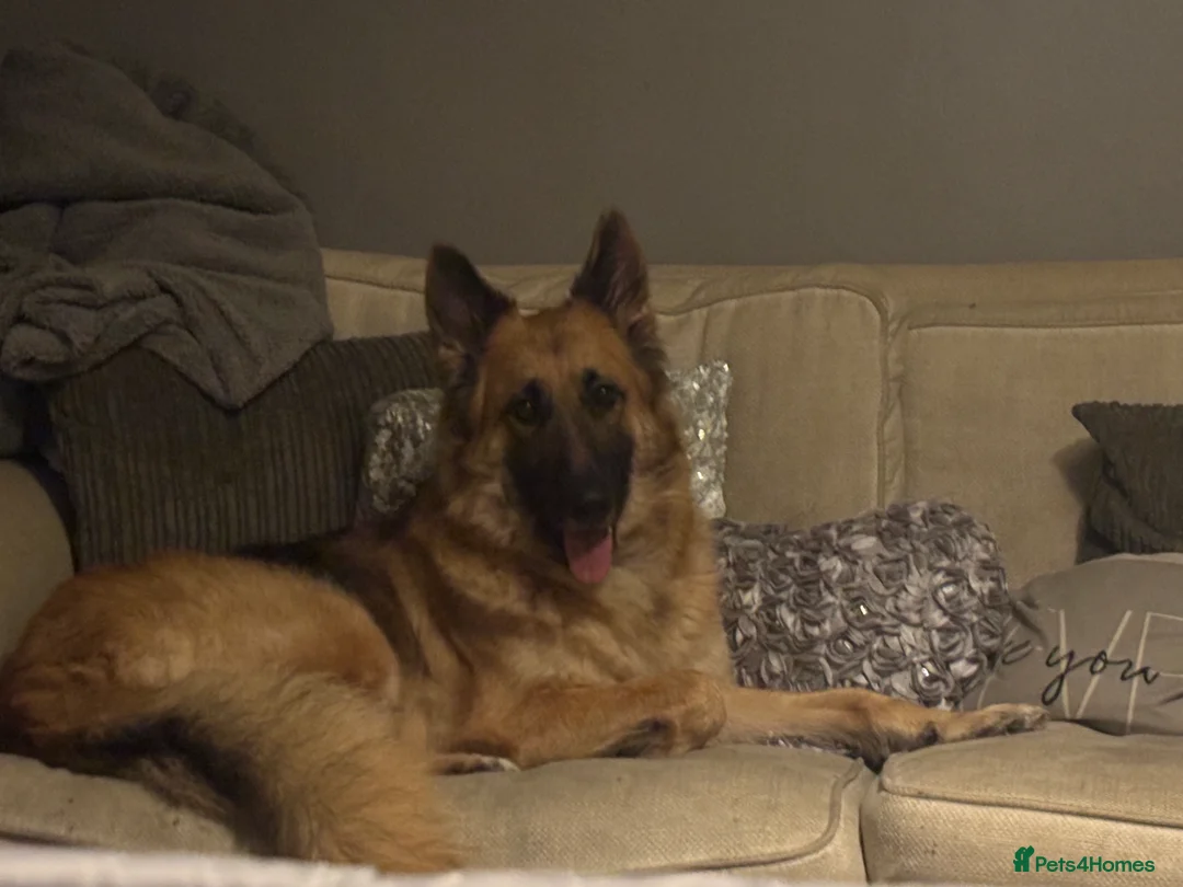 Mixed Breed dogs for sale: Beautiful staff x gsd puppies - Advert 19