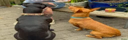 Mixed Breed dogs for adoption: Shadow - Podenco Maneto  in Birmingham - Advert 17