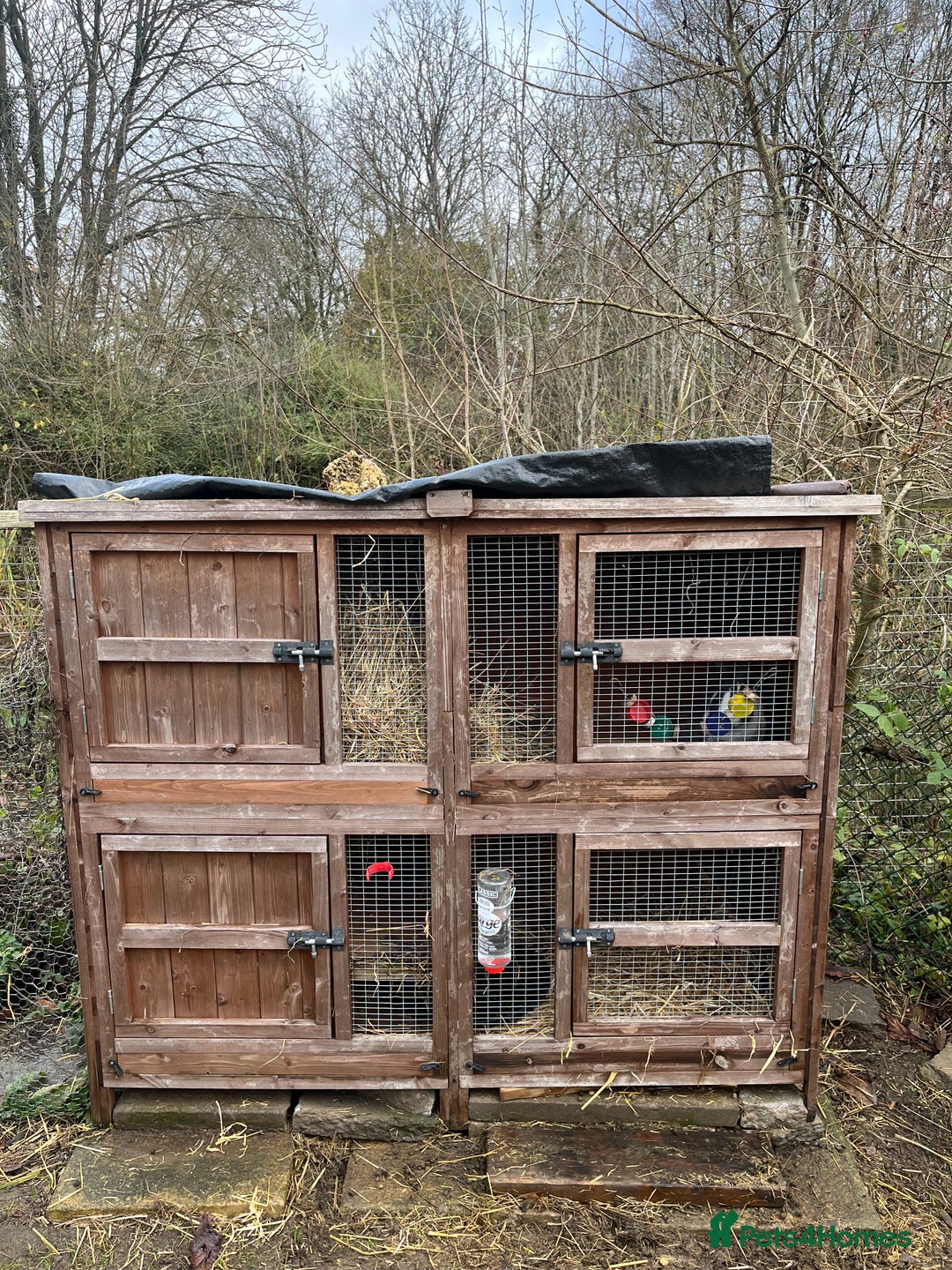 Dutch rabbits for sale: Male Dutch rabbit fr sale near Bury St Edmunds - Advert 4