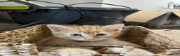 Mixed Breed cats for sale: Stunning kittens ready to find new loving homes  - Advert 7