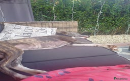 Whippet dogs for sale: Whippet pup for sale 8 months old - Image 4
