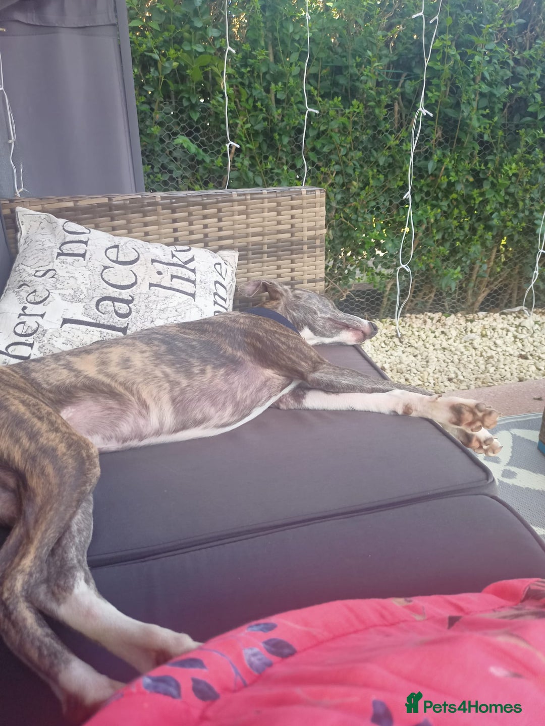 Whippet dogs for sale: Whippet pup for sale 8 months old - Image 4