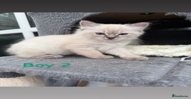 Ragdoll cats - Advert 15