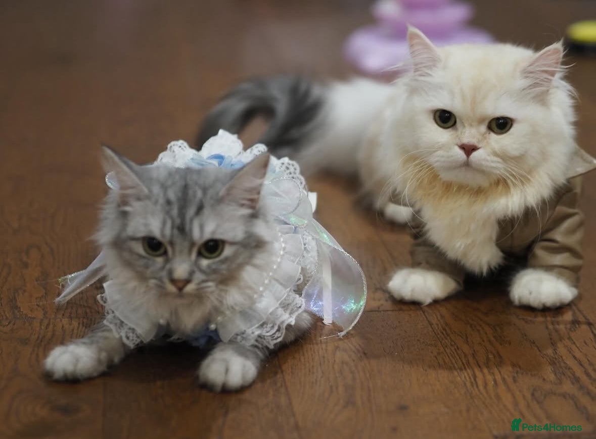 Napoleon cats 1 boy & 2 girls minuet kittens ready for new home - Advert 1