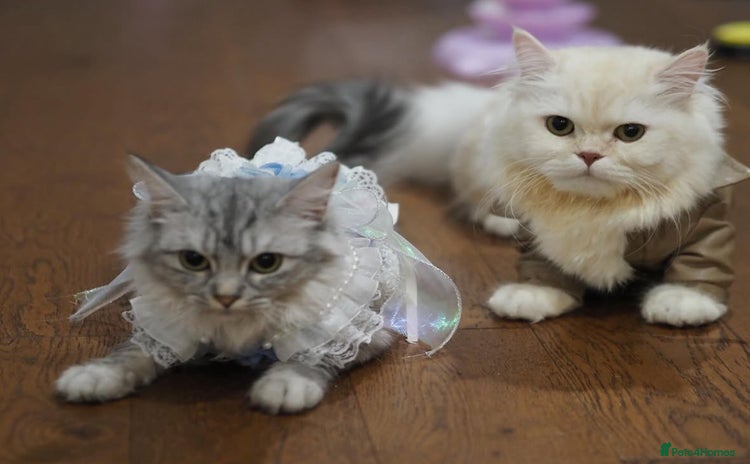 Napoleon cats 1 boy & 2 girls minuet kittens ready for new home - Advert 1