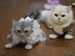 Napoleon cats for sale: 1 boy & 2 girls minuet kittens ready for new home - Advert 1