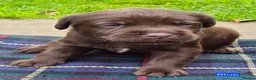 Labrador Retriever dogs for sale: Exceptional KC Reg Chocolate Labrador Puppies  - Advert 12