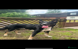 Border Collie dogs for sale: Loki nearly 4 year old border collie  - Image 2
