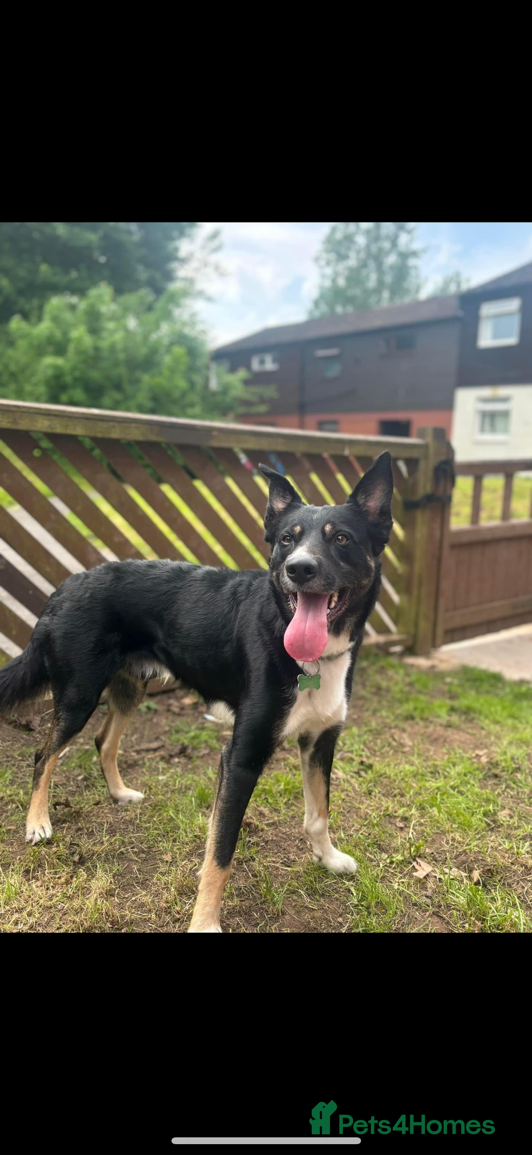 Border Collie dogs for sale: Loki nearly 4 year old border collie  - Image 2