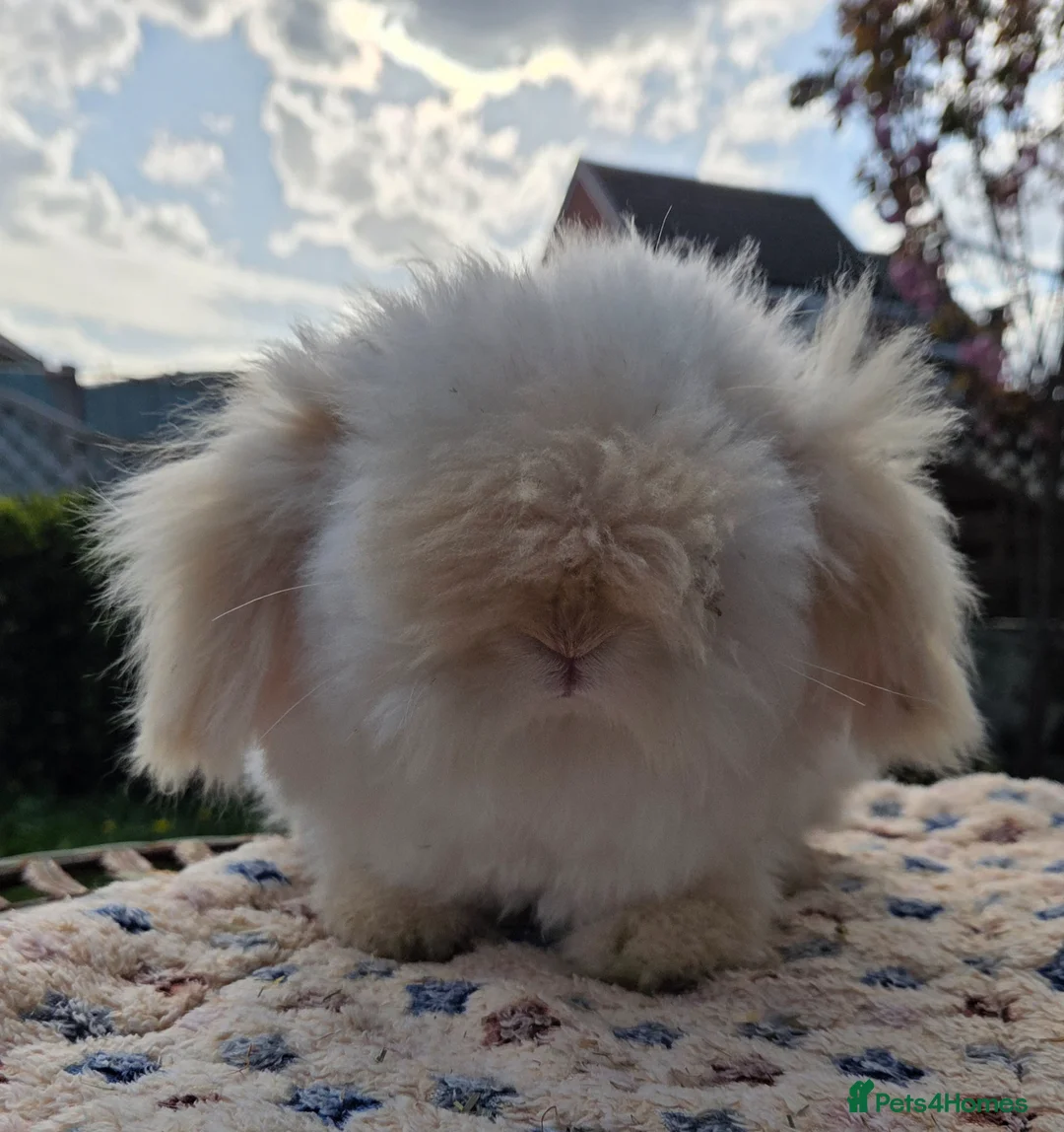 Angora rabbits for sale: Teddywidder bunnies - Advert 2