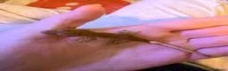 Gecko reptiles for sale: Baby crestie gekos  - Advert 6