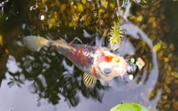 Koi Carp fish for sale: Selection of Koi Carp - Image 6