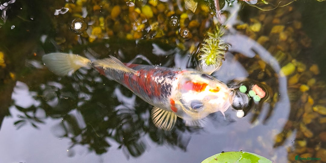Koi Carp fish for sale: Selection of Koi Carp - Image 6