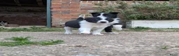 Border Collie dogs for sale: Border Collie Puppies for sale - Advert 3