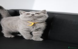 British Shorthair cats for sale: ✨️Outstanding GCCF Grand Chmp Line BSH ❤️ - Image 6